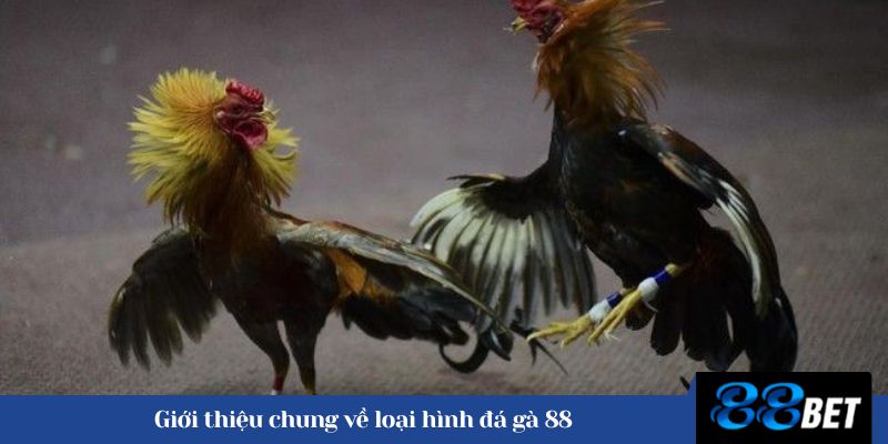 Giới thiệu chung về loại hình đá gà 88 