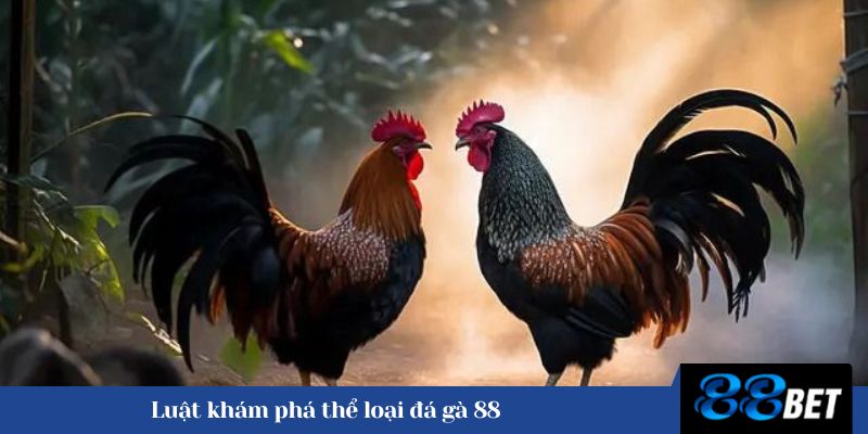 Luật khám phá thể loại đá gà 88 