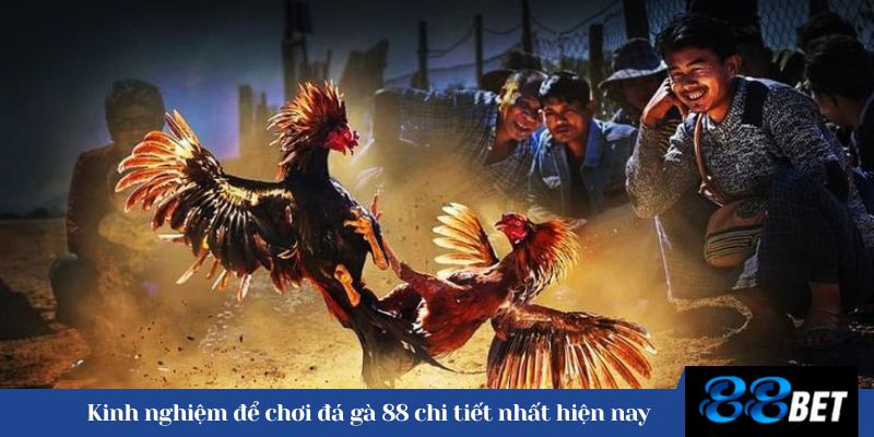 Kinh nghiệm để chơi đá gà 88 chi tiết nhất hiện nay 