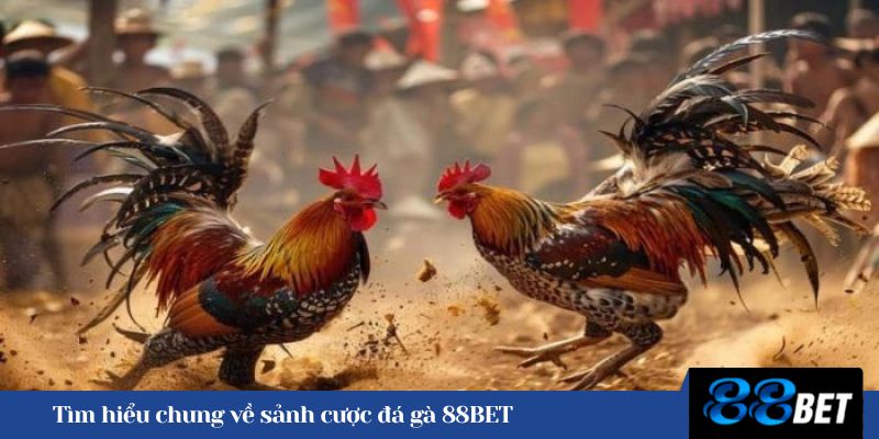 Tìm hiểu chung về sảnh cược đá gà 88BET