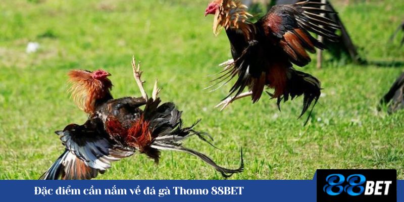 Đặc điểm cần nắm về đá gà Thomo 88BET 