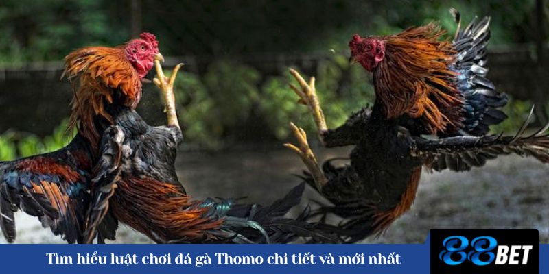 Tìm hiểu luật chơi đá gà Thomo chi tiết và mới nhất 