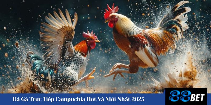 Đá gà trực tiếp Campuchia