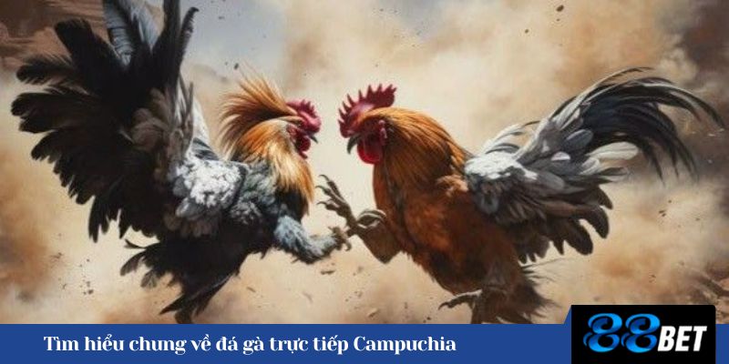 Tìm hiểu chung khái niệm đá gà trực tiếp Campuchia 