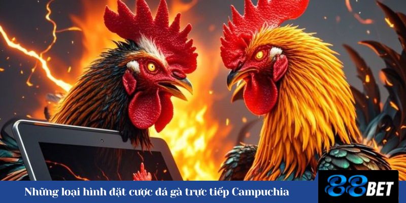 Những loại hình đặt cược đá gà trực tiếp Campuchia 