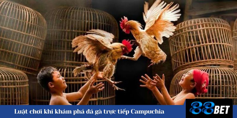 Luật chơi khi khám phá đá gà trực tiếp Campuchia 