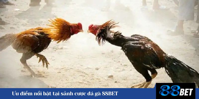 Ưu điểm nổi bật tại sảnh cược đá gà 88BET 